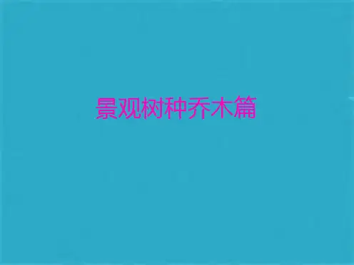景观树种乔木篇 ppt课件(共51张PPT)