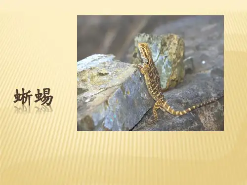 蜥蜴介绍 李致远