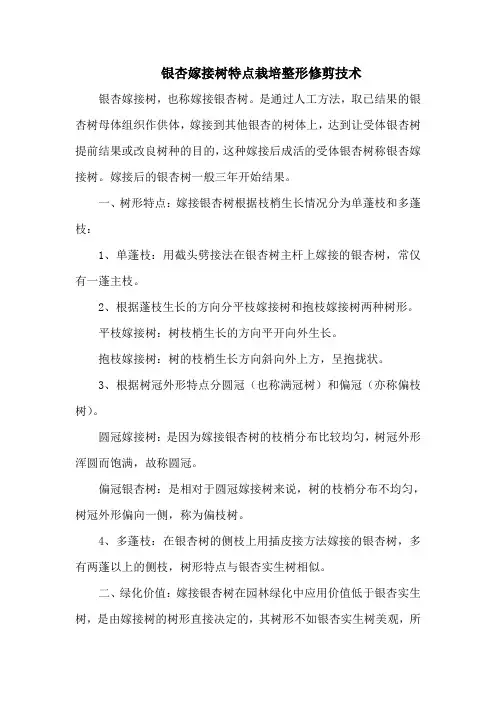 银杏嫁接树特点栽培整形修剪技术