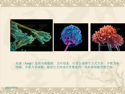 微生物学真菌