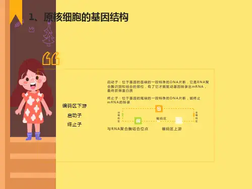 原核细胞的基因结构