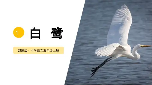部编版小学语文五年级上册 白鹭 第一课时(课件)