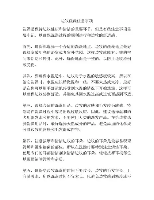 边牧洗澡注意事项