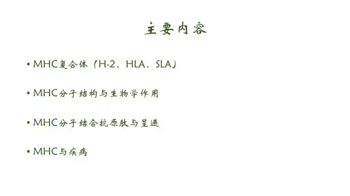主要组织相容性复合体2enhf