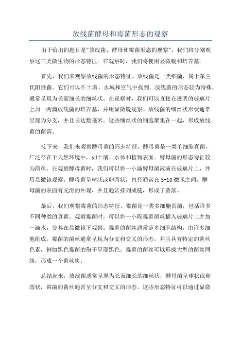 放线菌酵母和霉菌形态的观察