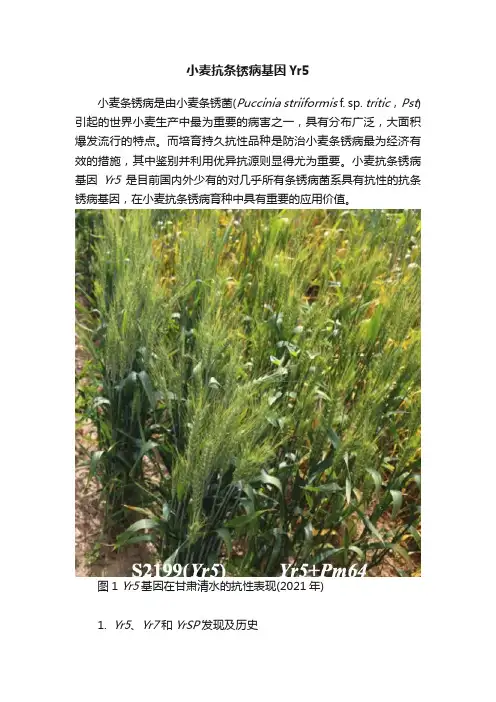 小麦抗条锈病基因Yr5