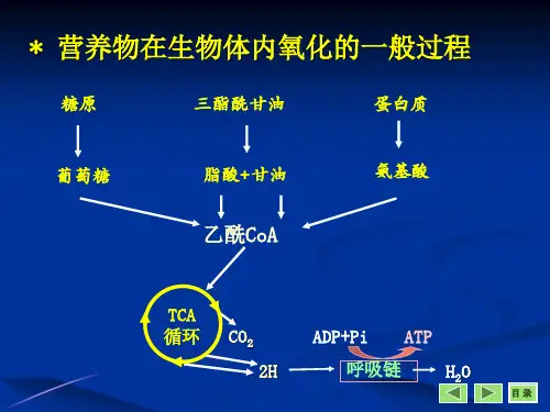 三羧酸循环ppt课件