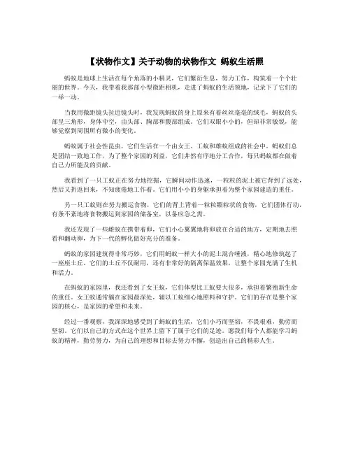【状物作文】关于动物的状物作文 蚂蚁生活照