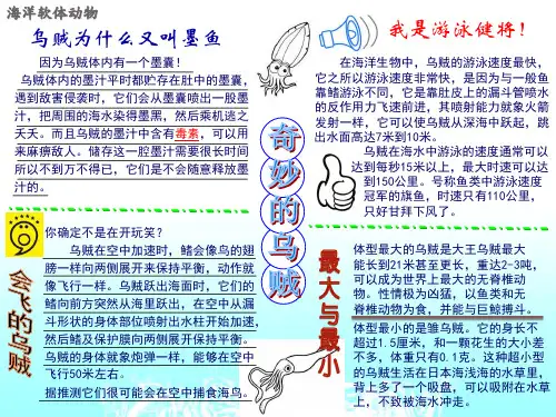 海洋软体动物手抄报-乌贼