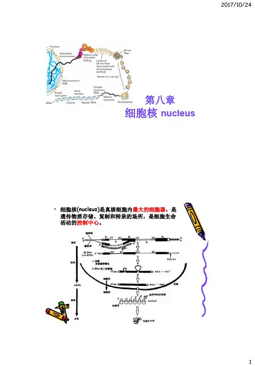 医学细胞生物学-8 细胞核(1)