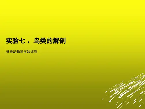 实验七 、鸟类的解剖 PPT