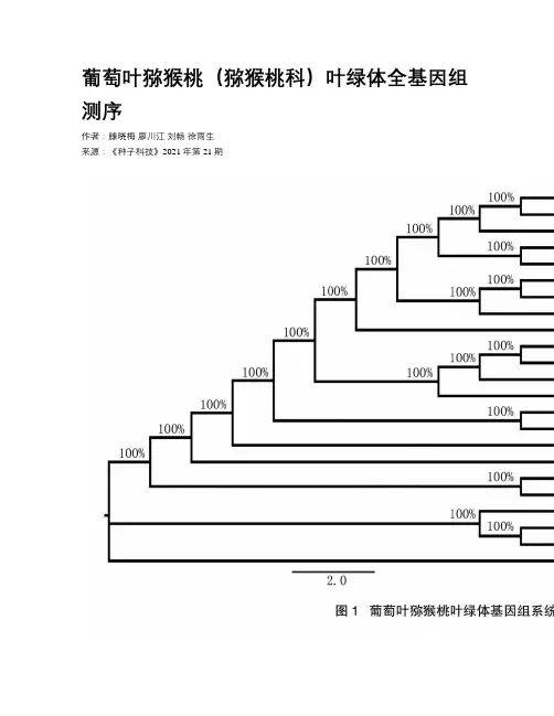 葡萄叶猕猴桃（猕猴桃科）叶绿体全基因组测序
