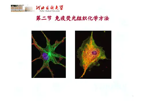 免疫组化