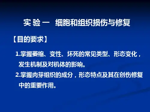 实验一  损伤与修复