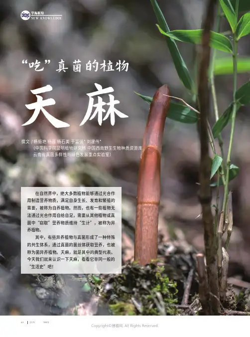 215497716_“吃”真菌的植物——天麻