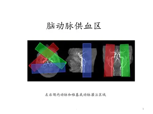 脑动脉供血区-小讲课PPT课件