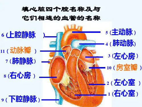 八年级生物《血液循环途径》课件