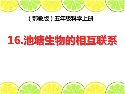 鄂教版五年级科学上册 (池塘生物的相互联系)池塘群落新课件教学