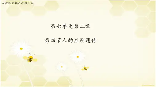人教版生物八年级下7.2第四节《人的性别遗传》【课件】(共17张PPT)