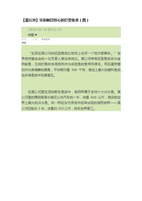 【湄公河】实拍触目惊心的巨型鱼类（图）