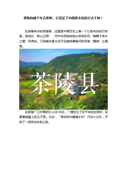 茶陵有棵千年古茶树，它见证了中国茶文化的万古千秋！