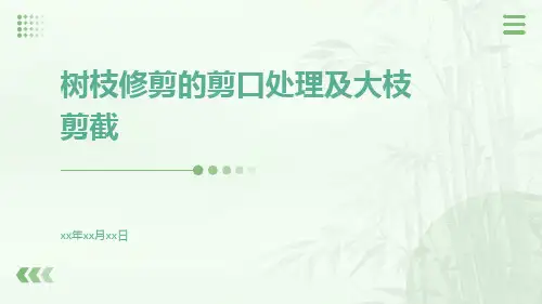 树枝修剪的剪口处理及大枝剪截