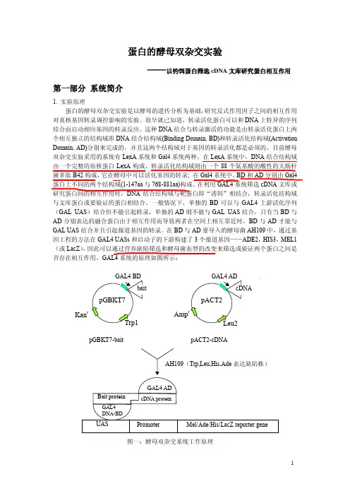 蛋白的酵母双杂交操作手册