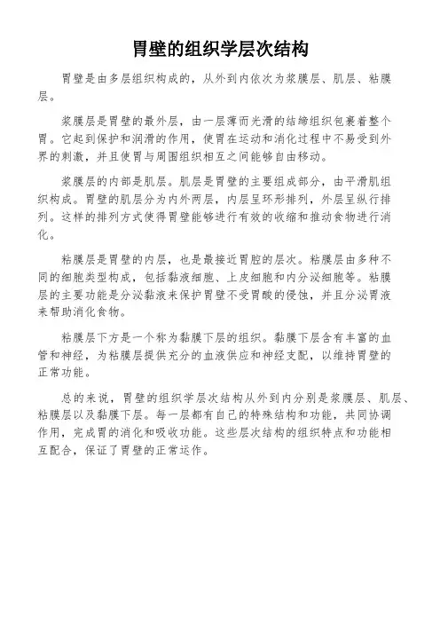 胃壁的组织学层次结构