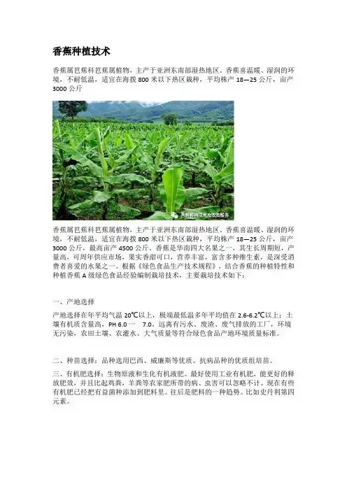 香蕉种植技术