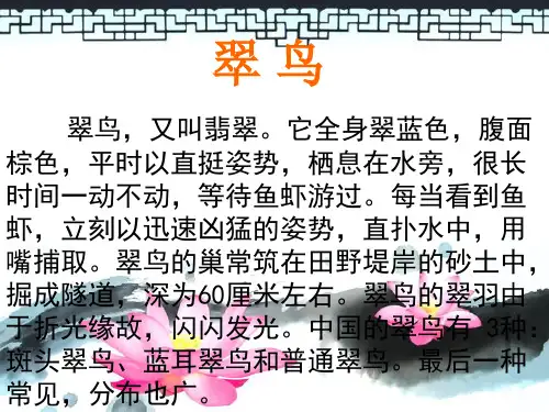 翠鸟ppt课件(1)