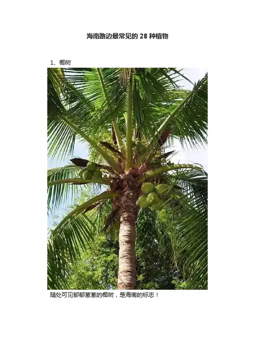 海南路边最常见的28种植物