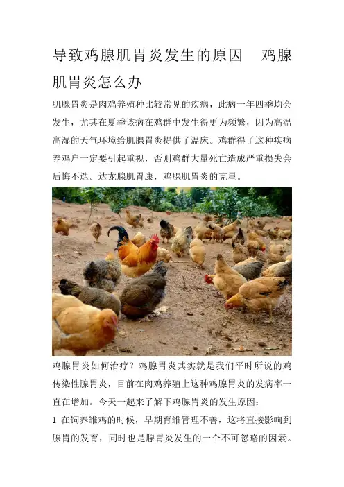 导致鸡腺肌胃炎发生的原因  鸡腺肌胃炎怎么办
