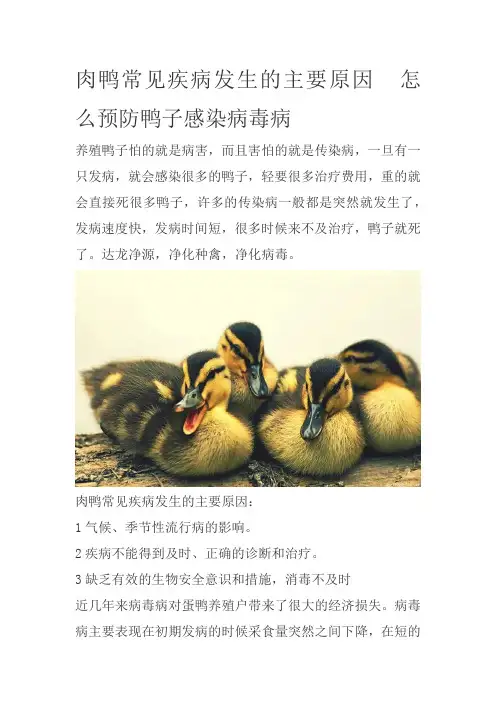 肉鸭常见疾病发生的主要原因  怎么预防鸭子感染病毒病