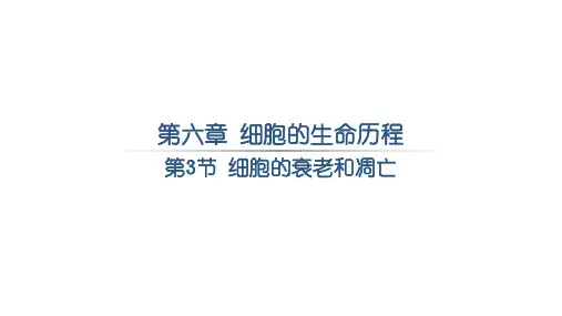 6.3细胞的衰老与死亡课件-高一上学期生物人教版(2019)必修1