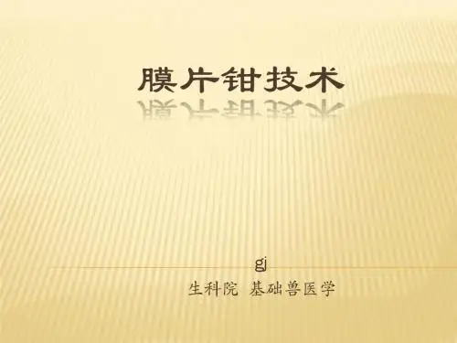 膜片钳