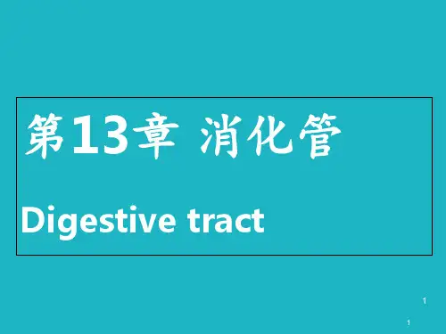 消化管《组织学与胚胎学》  ppt课件