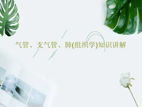 气管、支气管、肺(组织学)知识讲解PPT共52页