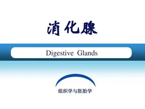 第15章消化腺