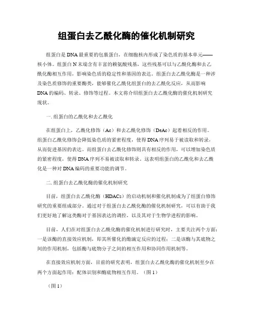 组蛋白去乙酰化酶的催化机制研究
