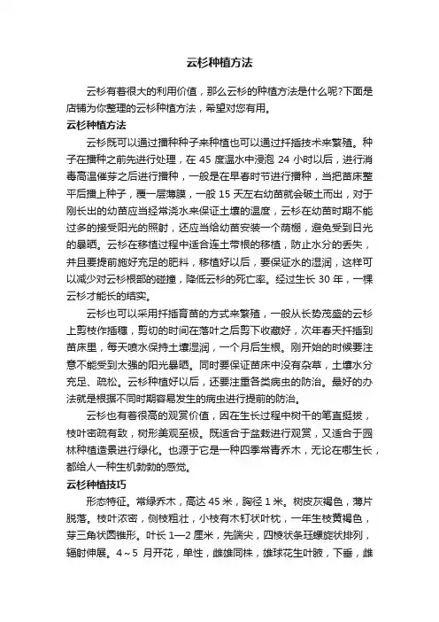 云杉种植方法