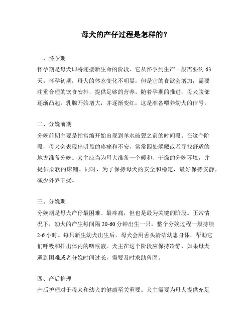母犬的产仔过程是怎样的？