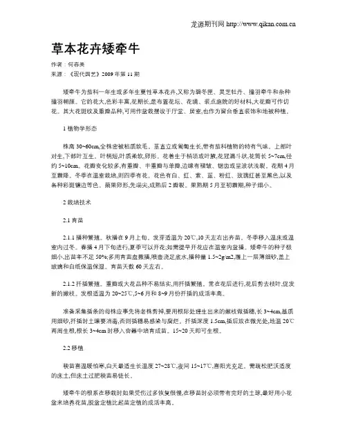 草本花卉矮牵牛
