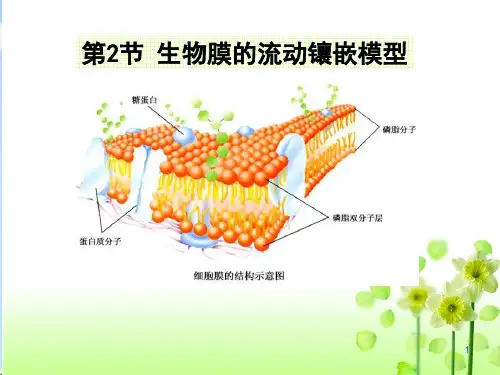 人教版高中生物必修1第4章第二节 生物膜流动镶嵌模型  课件 (共28张PPT)