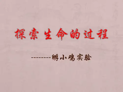 孵小鸡