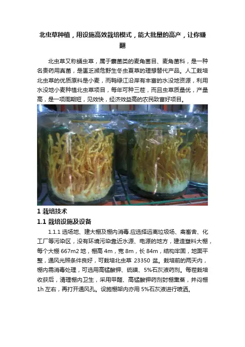 北虫草种植，用设施高效栽培模式，能大批量的高产，让你赚翻