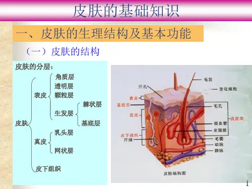皮肤基础知识大全ppt课件