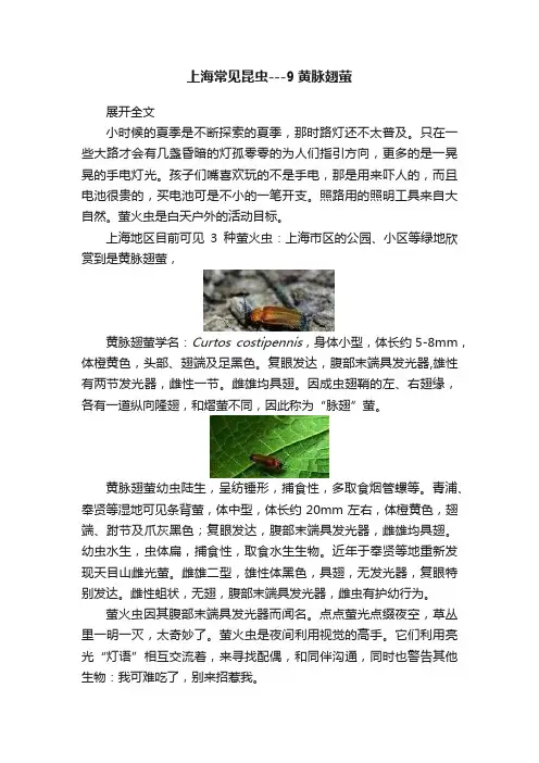 上海常见昆虫---9黄脉翅萤