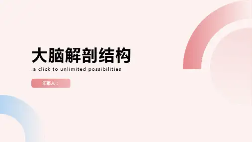 大脑解剖结构