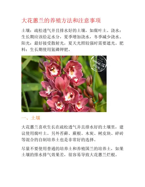 大花蕙兰的养殖方法和注意事项