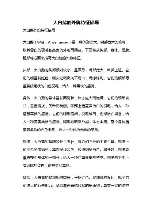 大白鹅的外貌特征描写